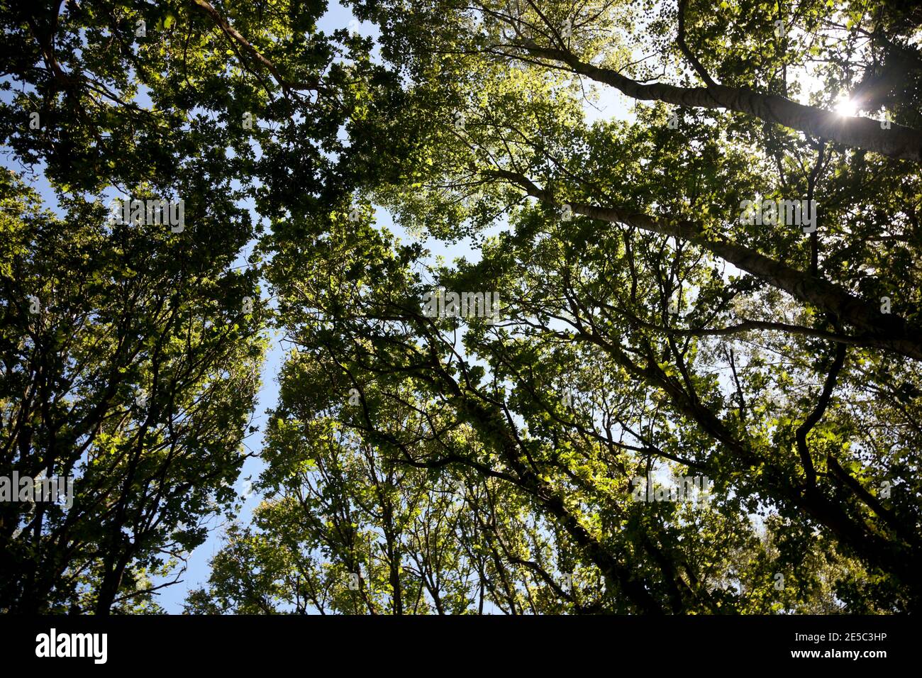 Slender Shade Tree A pale blue summer sky high above the sunlit dappled birch wood canopy ...
