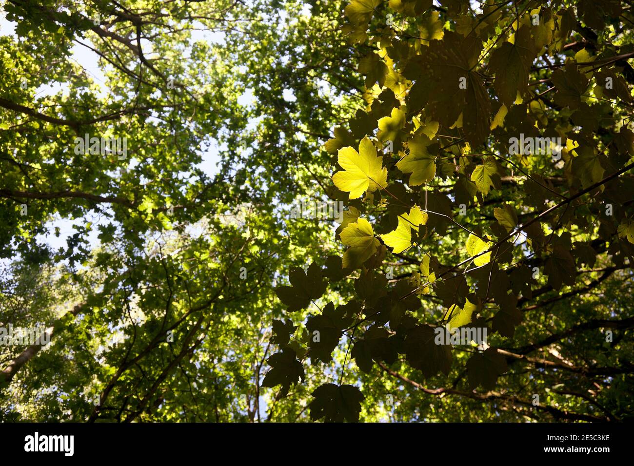 Oak trees woodland tree canopy hi-res stock photography and images - Alamy
