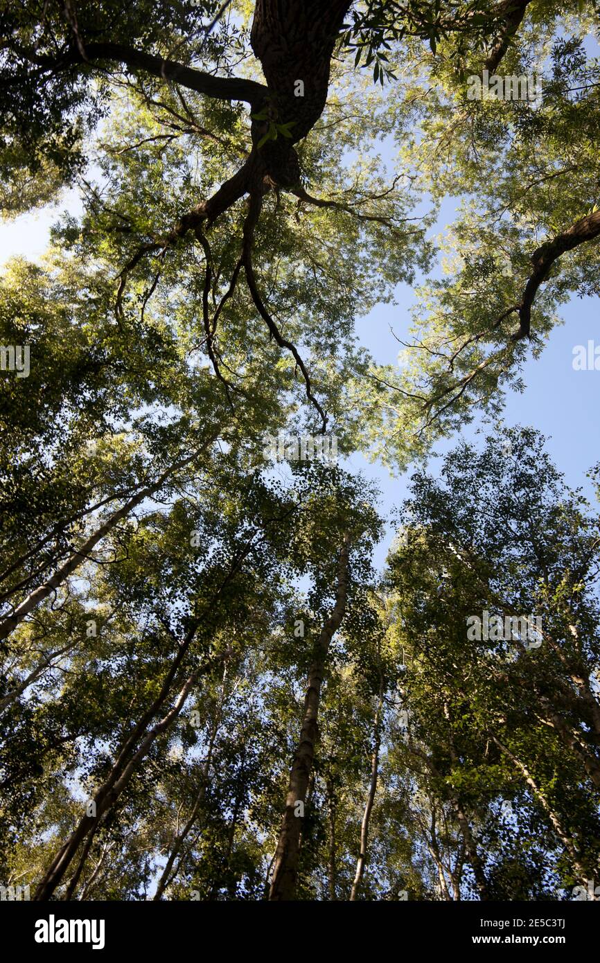 Slender Shade Tree A pale blue summer sky high above the sunlit dappled birch wood canopy ...
