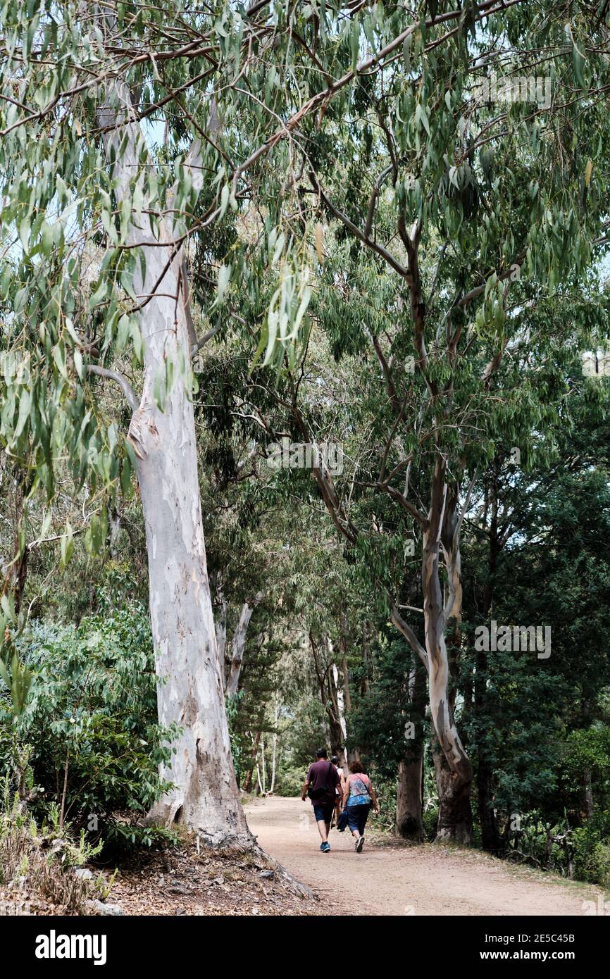 an adult couple walking through a pathway between the trees of the Arboretum Lussich Stock Photo