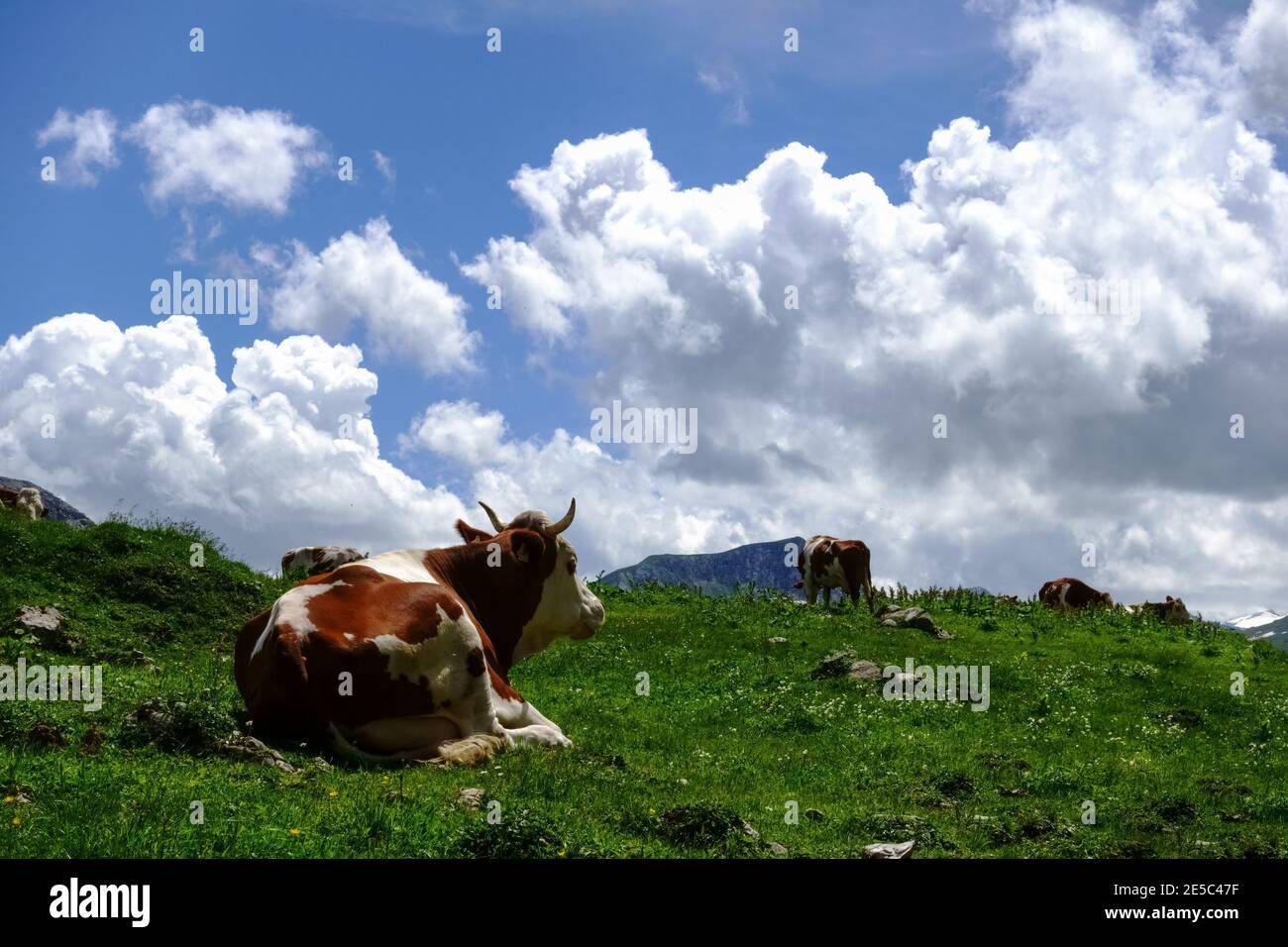 cow lies in a green meadow and looks to the other cows in the mountains ...