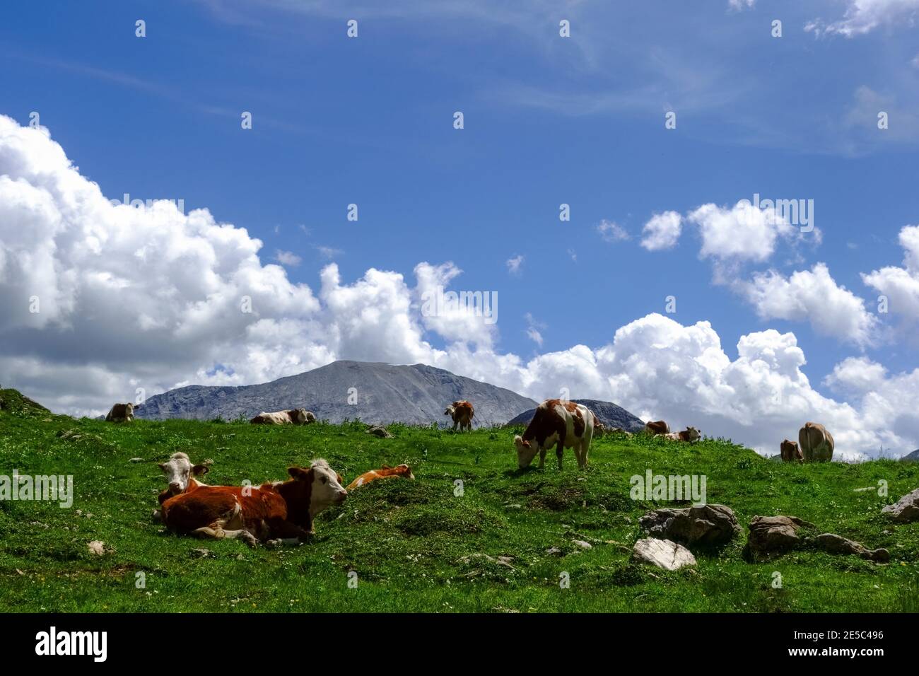 cows lying on a green lush meadow in the mountains with blue sky and ...