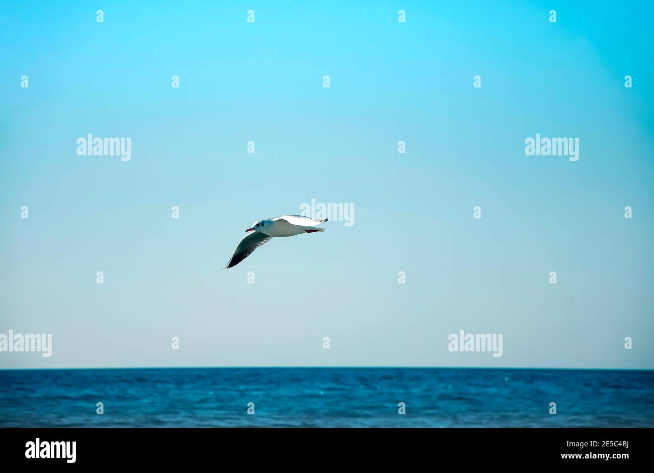 Seagull bird over the sea. Stock Photo