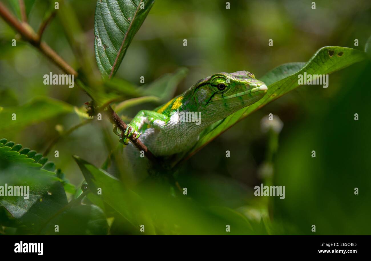 tropical reptile in its habitat Stock Photo Alamy