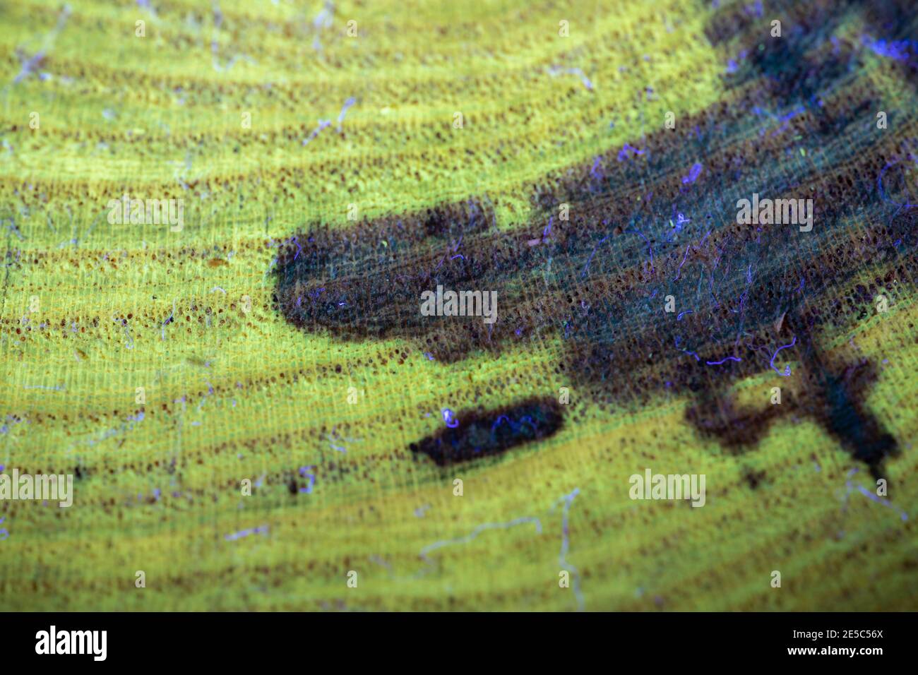 The grain of black locust wood under UV light, displaying characteristic green fluorescence. Stock Photo