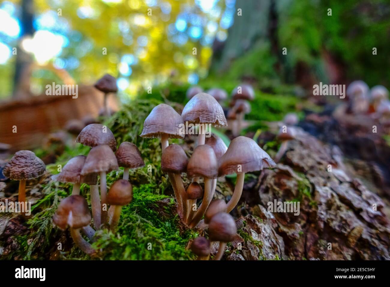 little brown mushrooms standing on a tree trunk in autumn Stock Photo