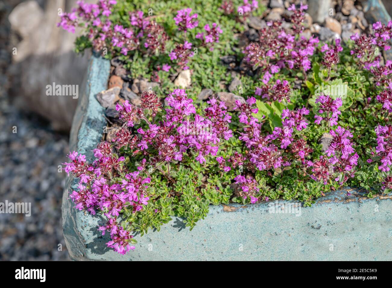 Close up of a Thymus Alpestris thyme plant with flowers Stock Photo