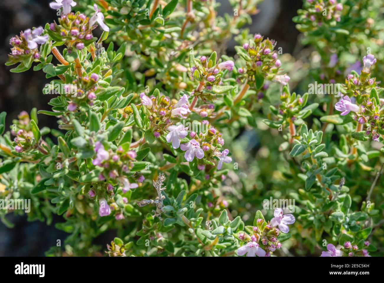 Thymus vulgaris anot hires stock photography and images Alamy