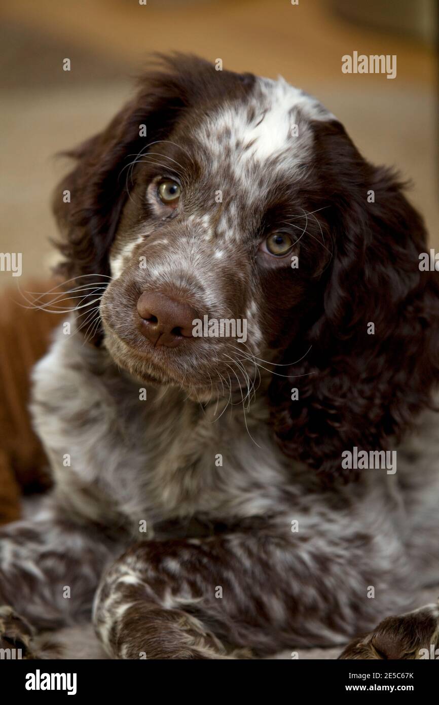 Field Spaniel puppy close up Stock Photo