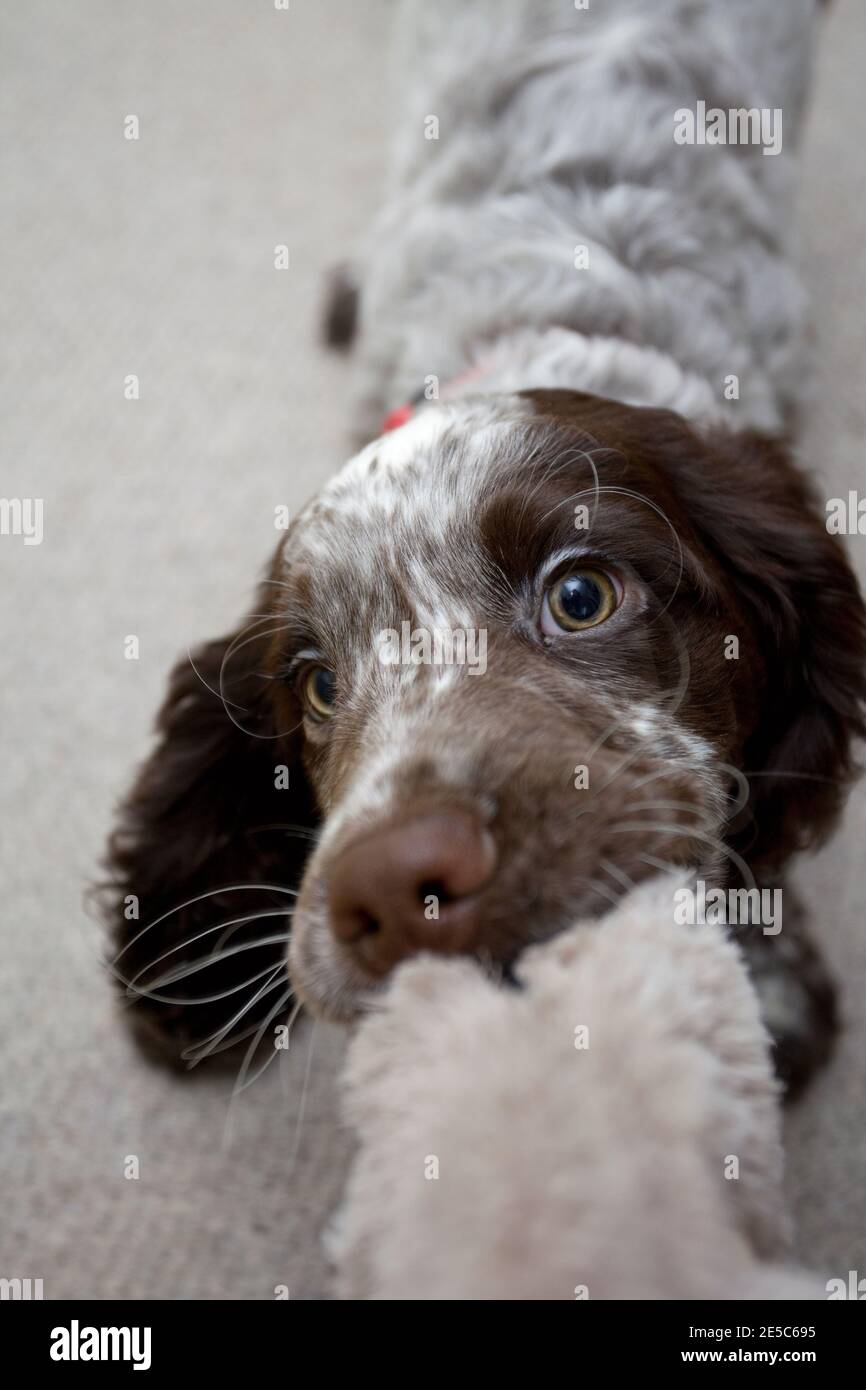 Field Spaniel puppy playing tug o war Stock Photo