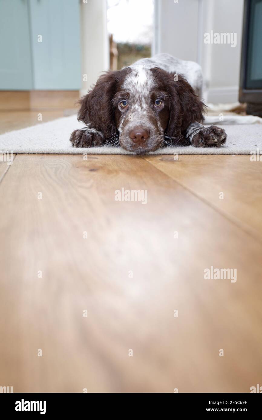 Cocker Spaniel puppy laying on floor Stock Photo