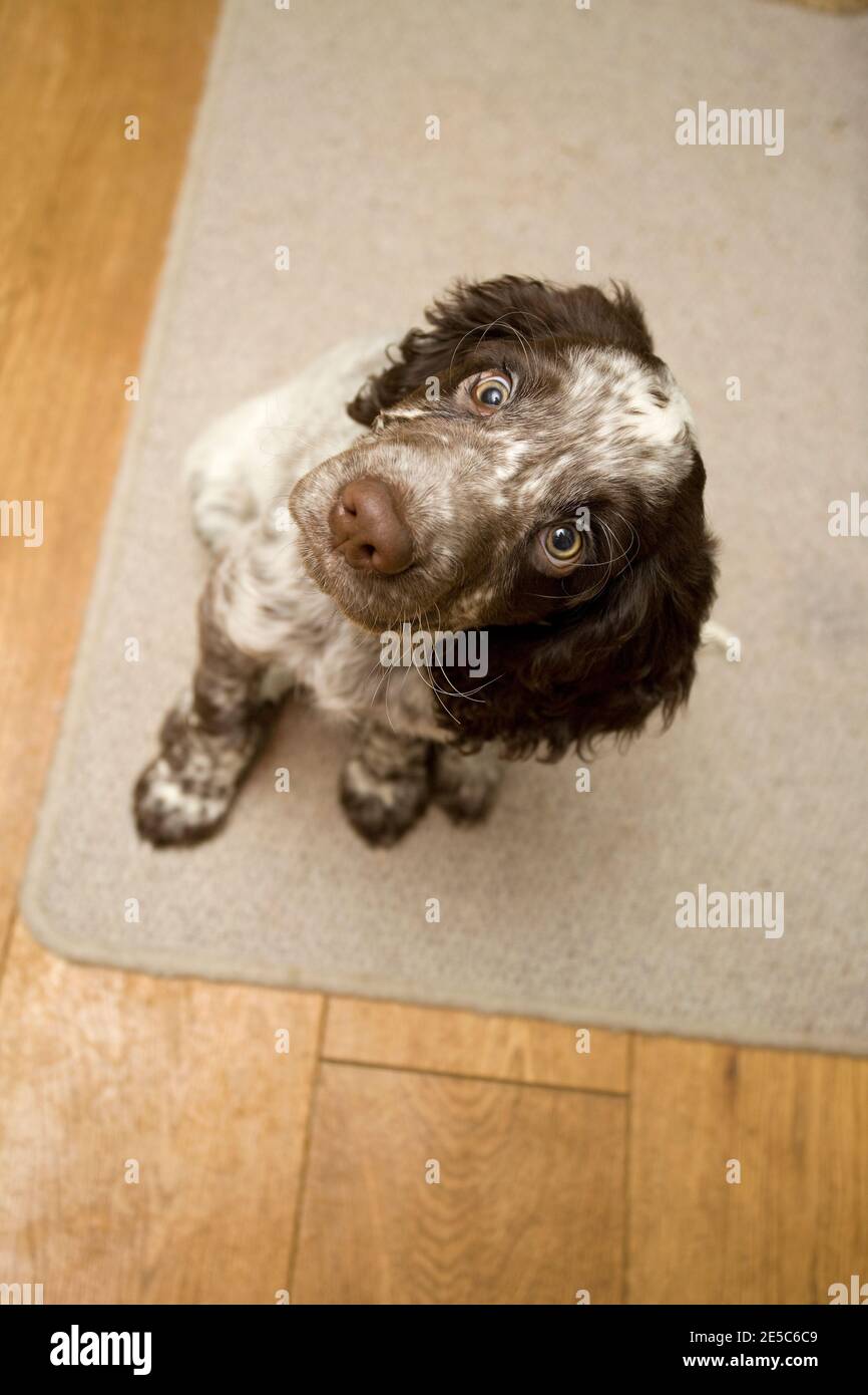 Field Spaniel puppy sat down looking up at camera Stock Photo