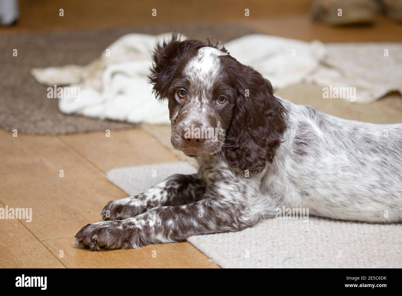 Field Spaniel puppy sat on floor Stock Photo