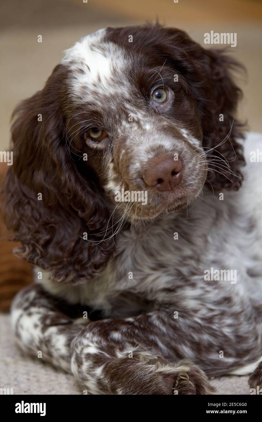 Field Spaniel puppy sat down close up Stock Photo