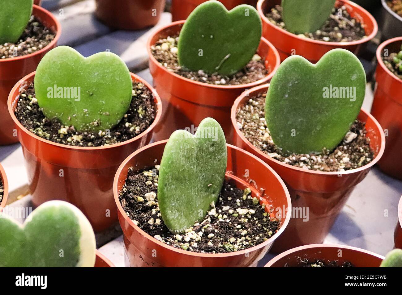 Rows of heart hoya plants in tiny pots Stock Photo Alamy