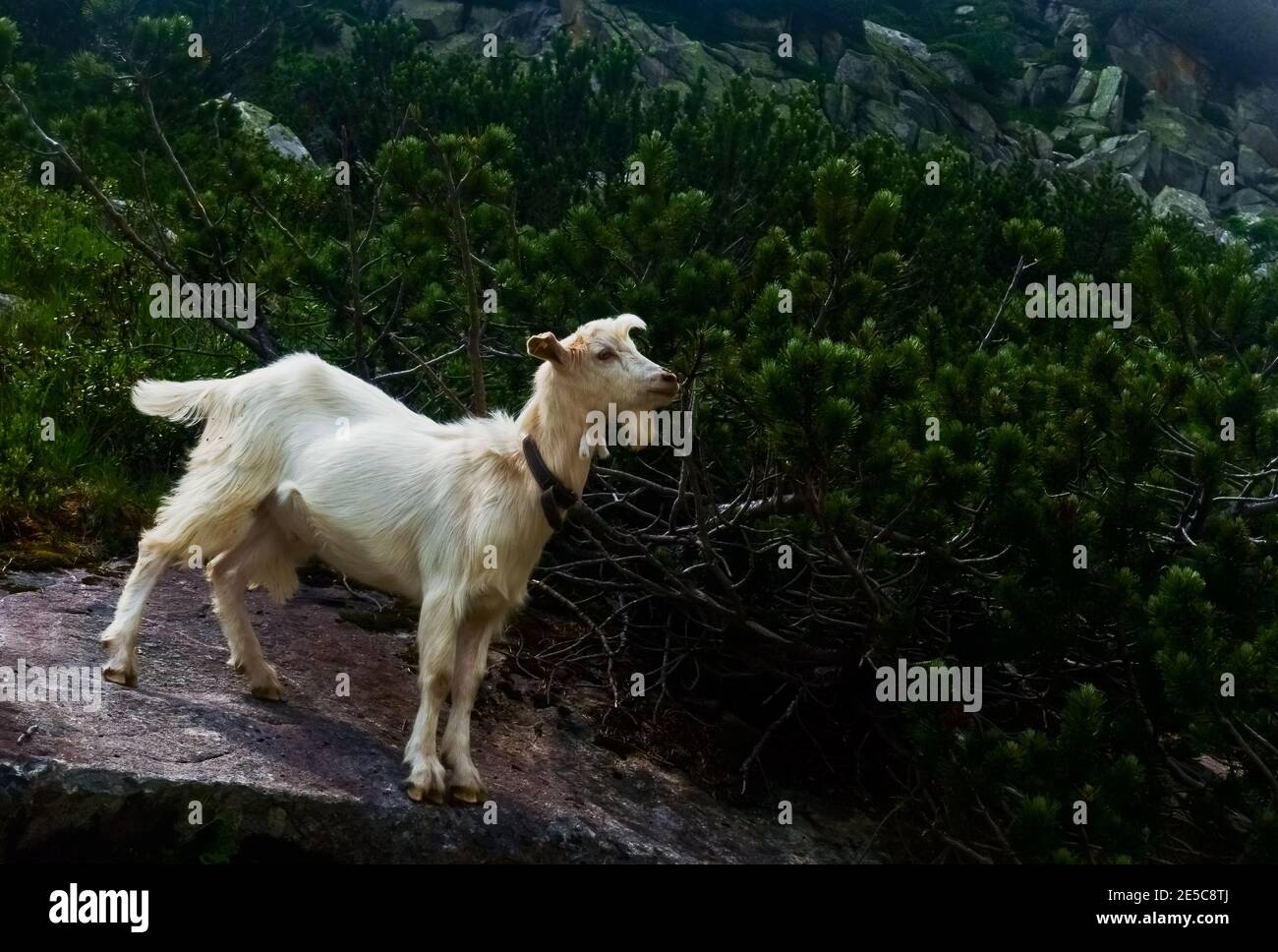 white mountain goat stands on a rock in the mountains and looks to a ...