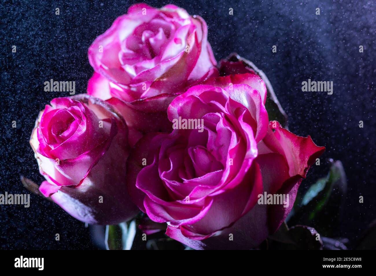 Bouquet of red roses s water drops. Spraying water on roses. Dew on