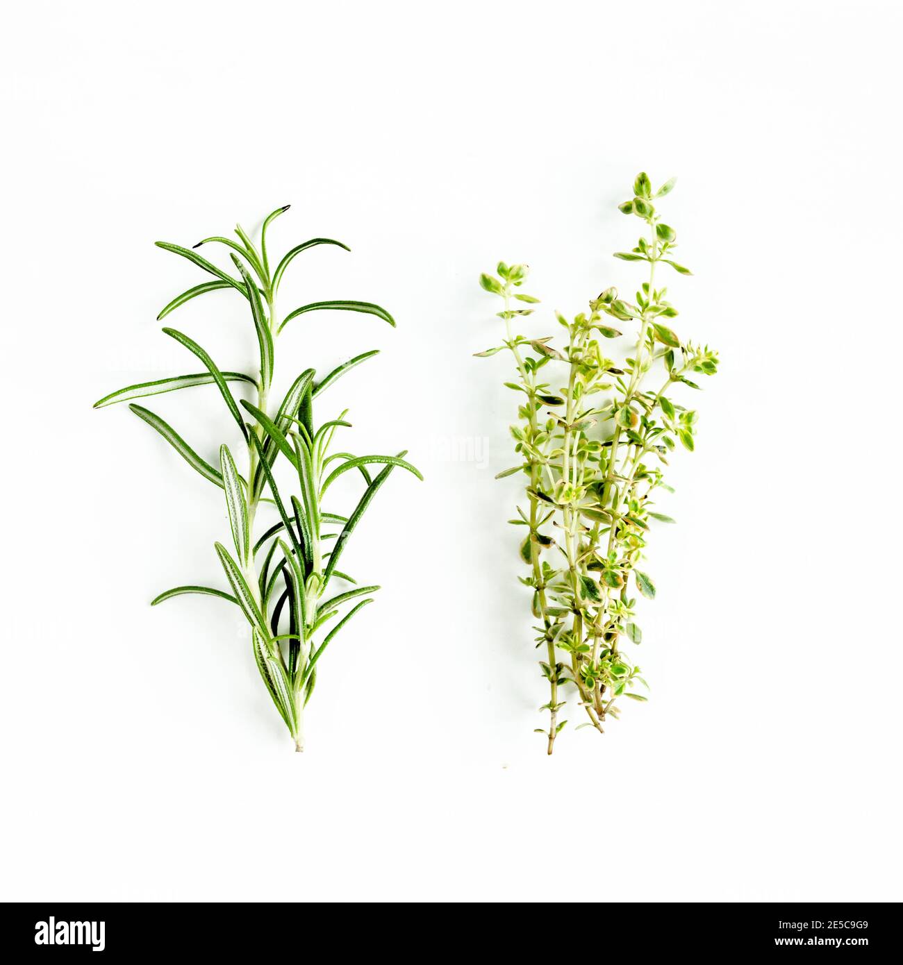 Green branch of rosemary and thyme, eucalyptus leaves isolated on a