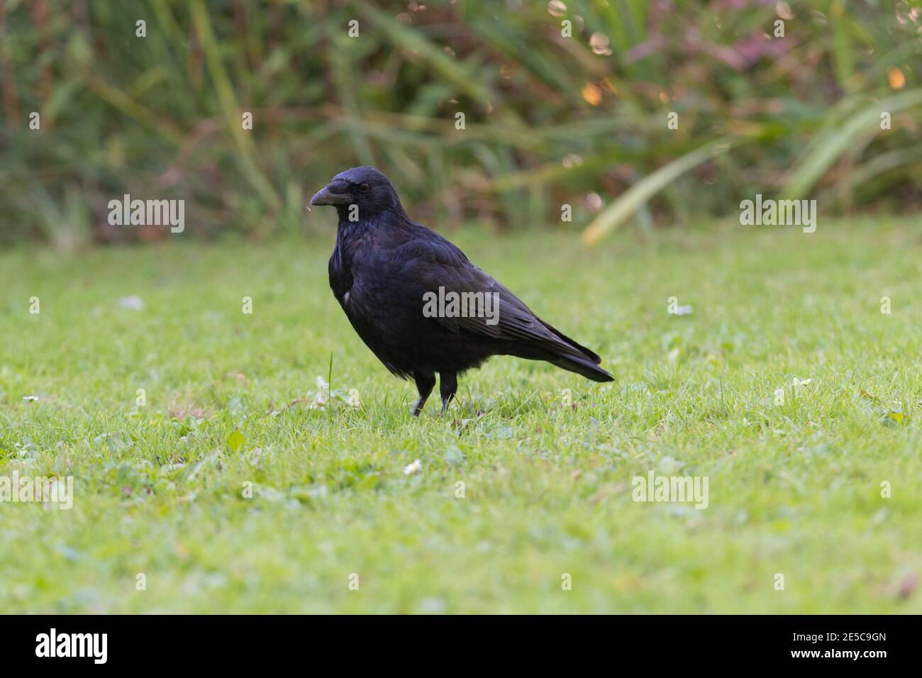 European Crow (Corvus brachyrhynchos) sitting in the grass on the ground Stock Photo