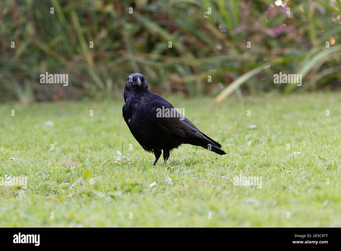 European Crow (Corvus brachyrhynchos) sitting in the grass on the ground Stock Photo