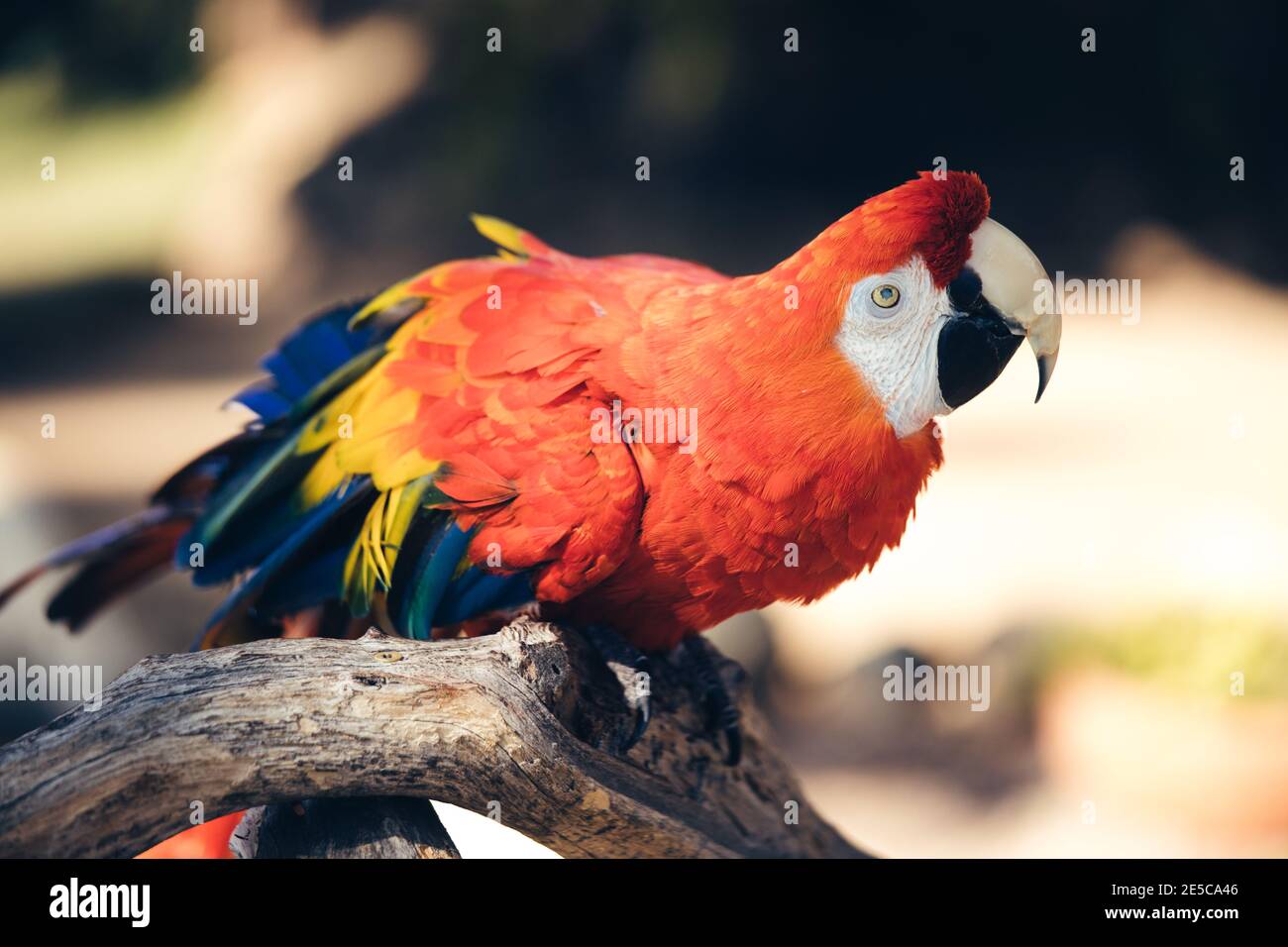 Scarlet Macaw Parrot Outdoor In Natural Environment Amazon Rain Forest Stock Photo Alamy Scarlet Macaw Parrot Outdoor In Natural Environment Amazon Rain Forest Stock Photo Alamy