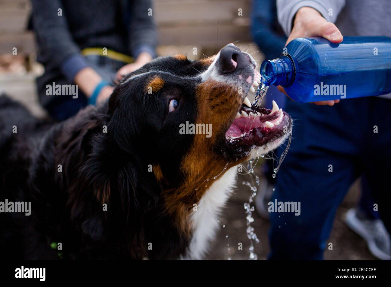 Closeup of a Bernese mountain dog drinking water from a water bottle