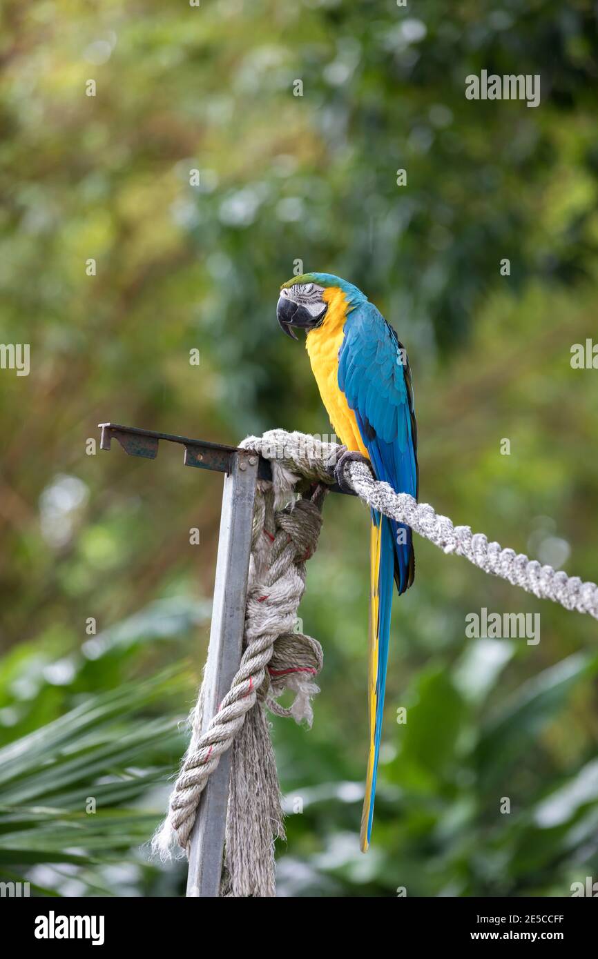 A blue and yellow macaw sits on a rope in Jardin de Balata, Martinique