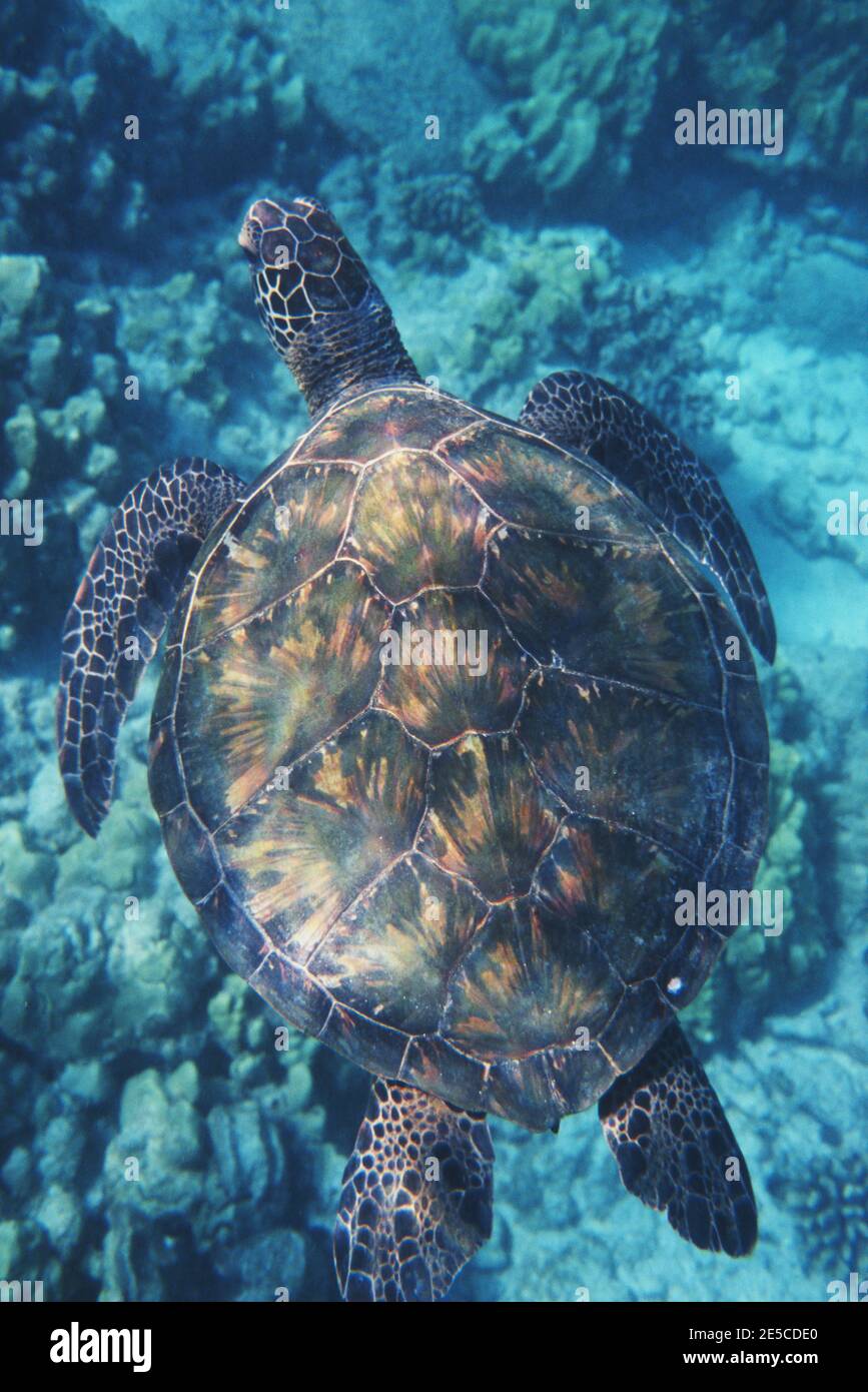 Green sea turtle (Chelonia mydas) underwater in Kealakekua Bay Underwater Marine Park. Stock Photo