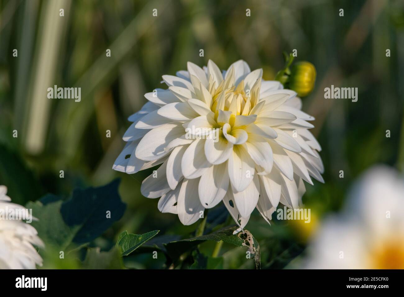 Single Dahlia Flower in macro Stock Photo