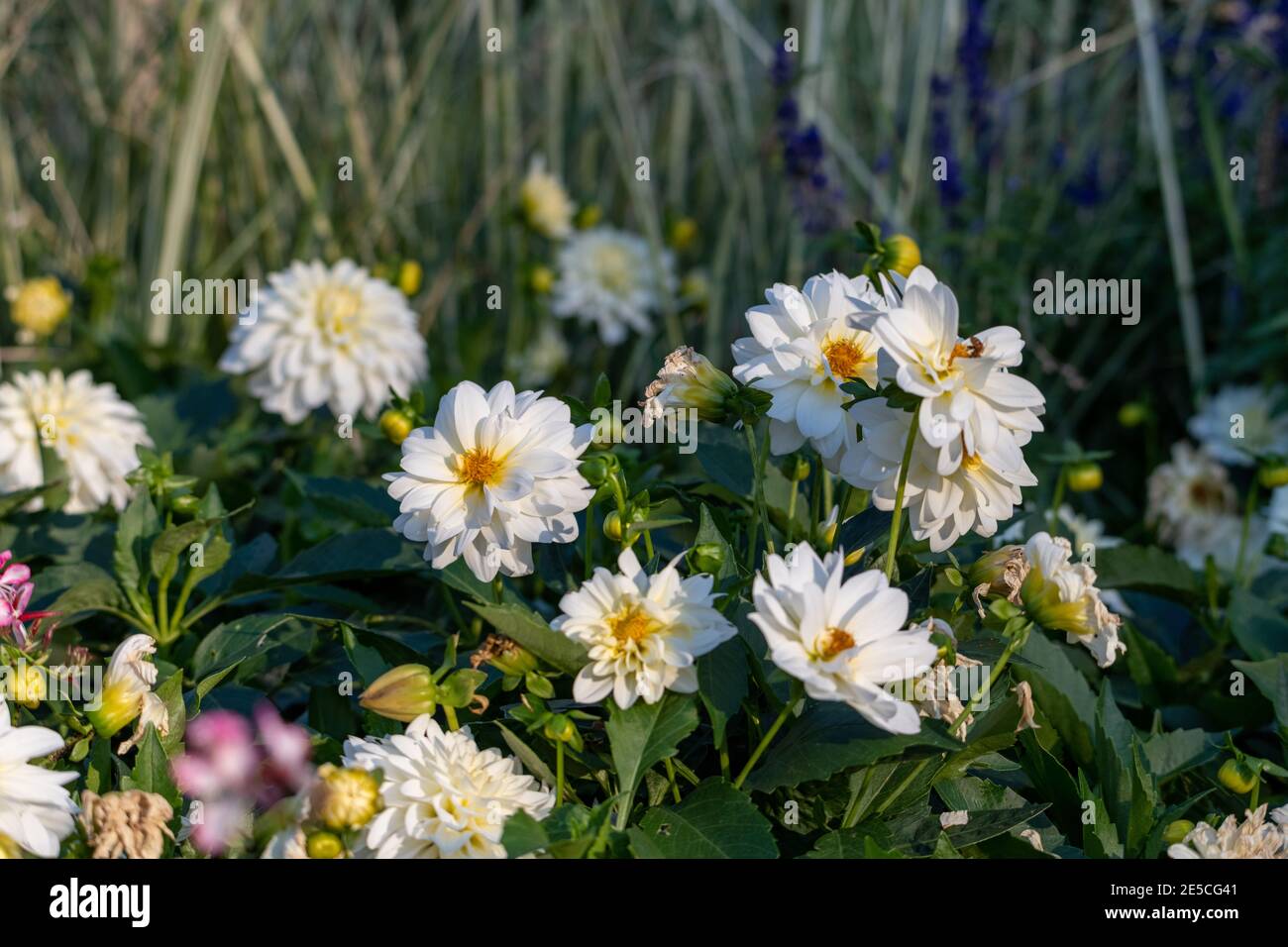 Group of Dahlia Flowers in a garden Stock Photo