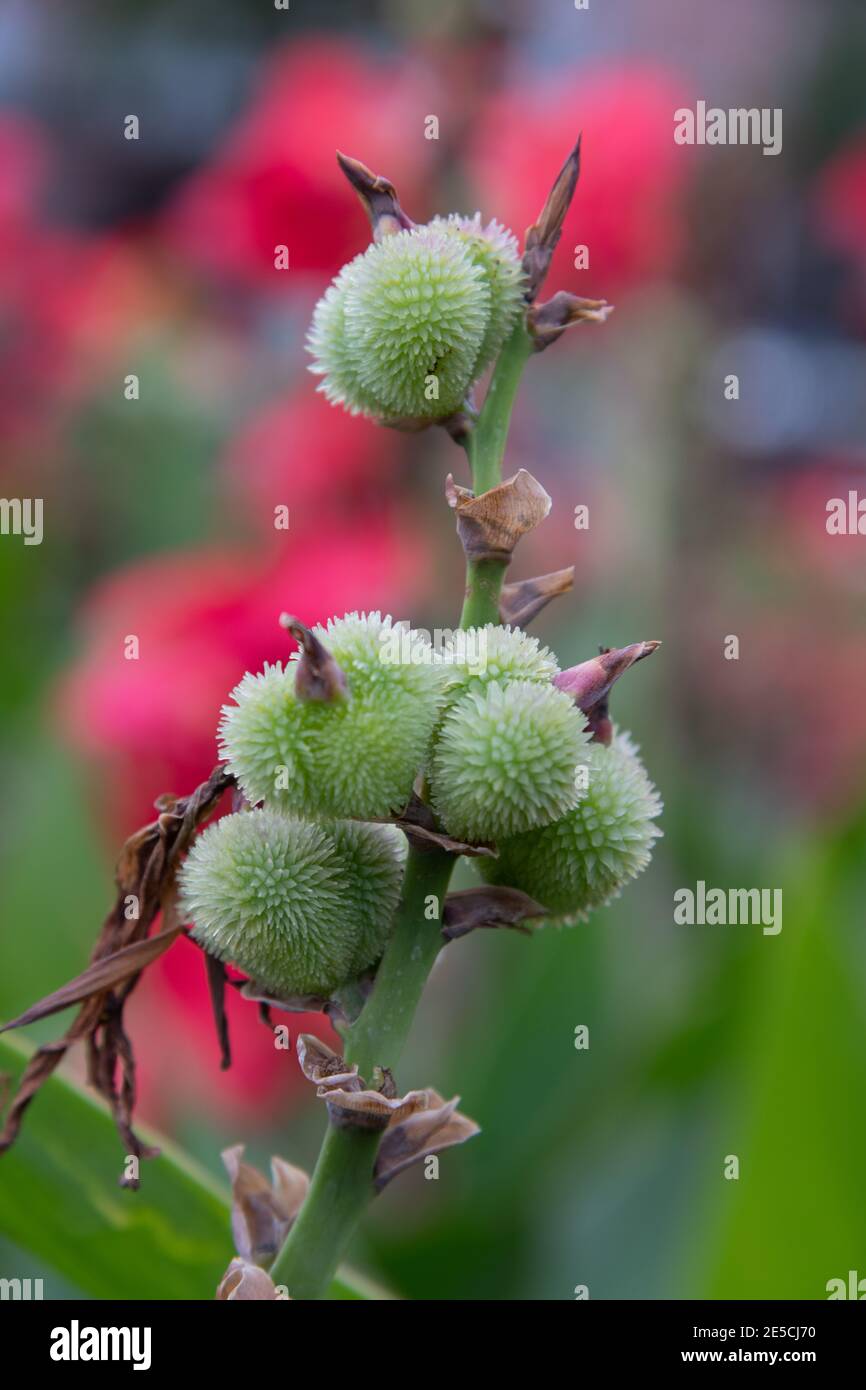 Green Spiky Ball Plant, blossom of a plant with a spikey shell around it Stock Photo