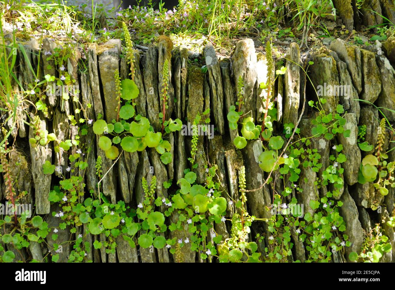 Stone wall laid in vertical courses covered with navelwort (Umbilicus rupestris) and ivy-leaved toadflax (Cymbalaria muralis) on the edge of Exmoor,So Stock Photo