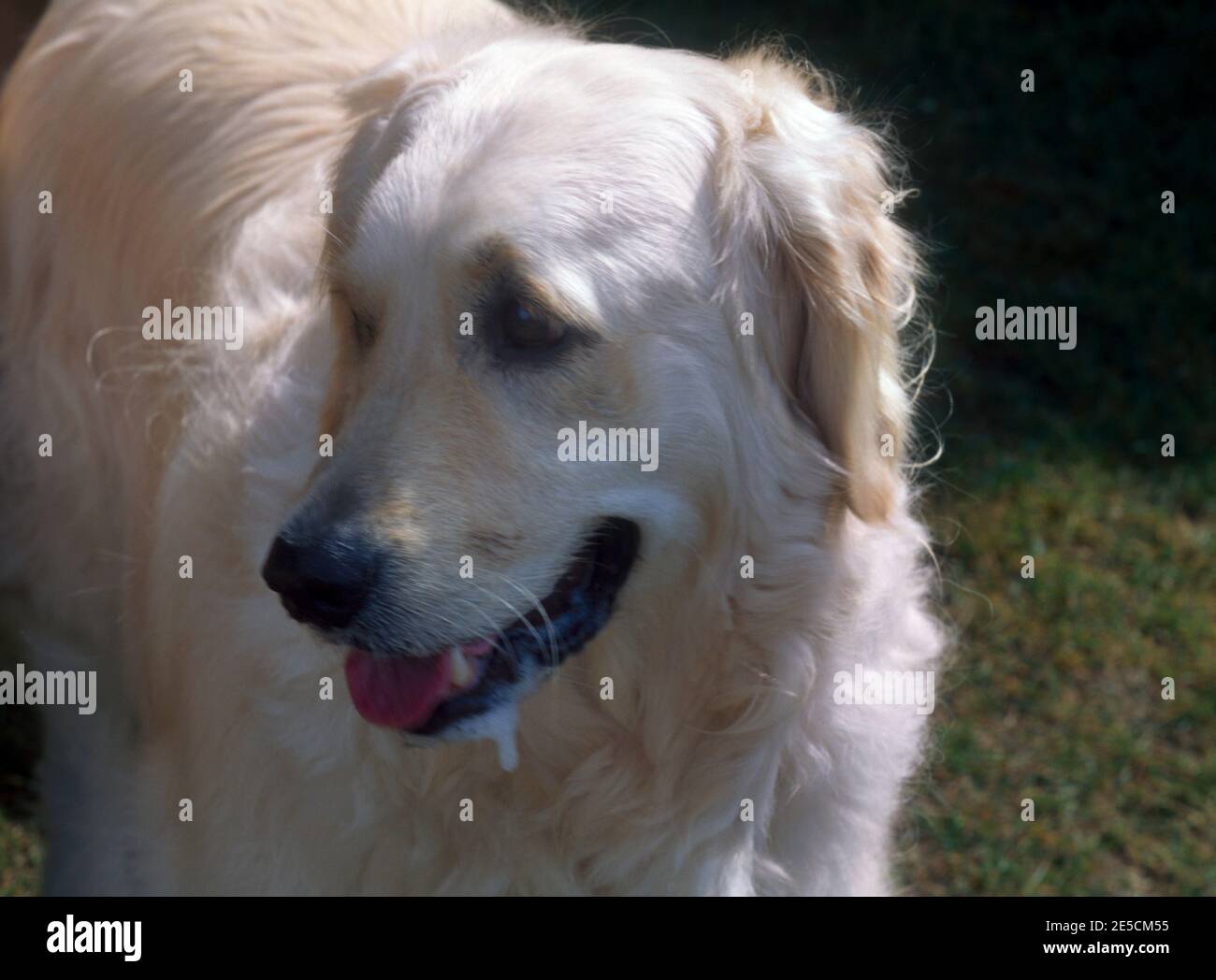 Salivating hires stock photography and images Alamy