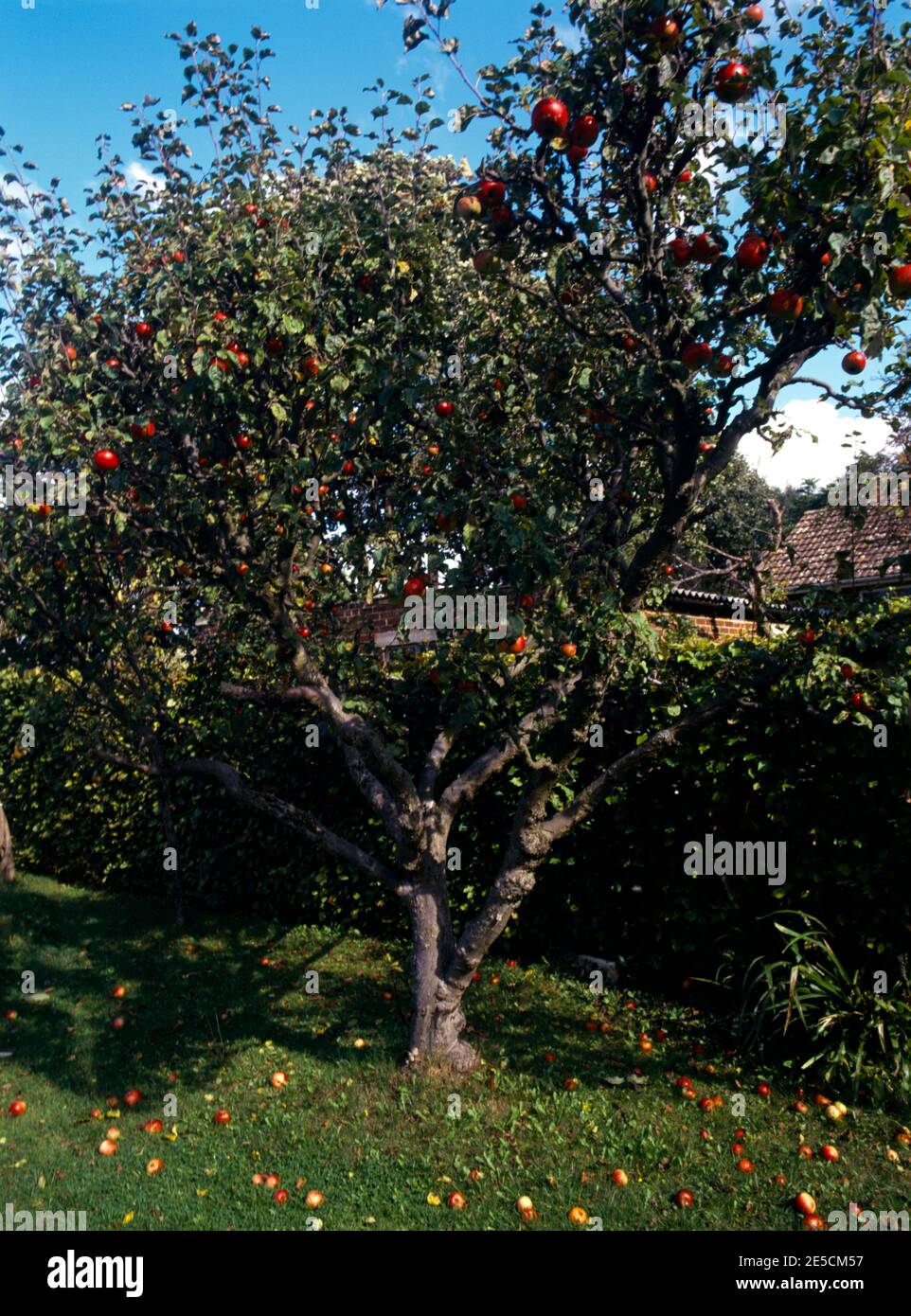 Cox's Orange Pippin Apple Tree in Garden Surrey England Stock Photo