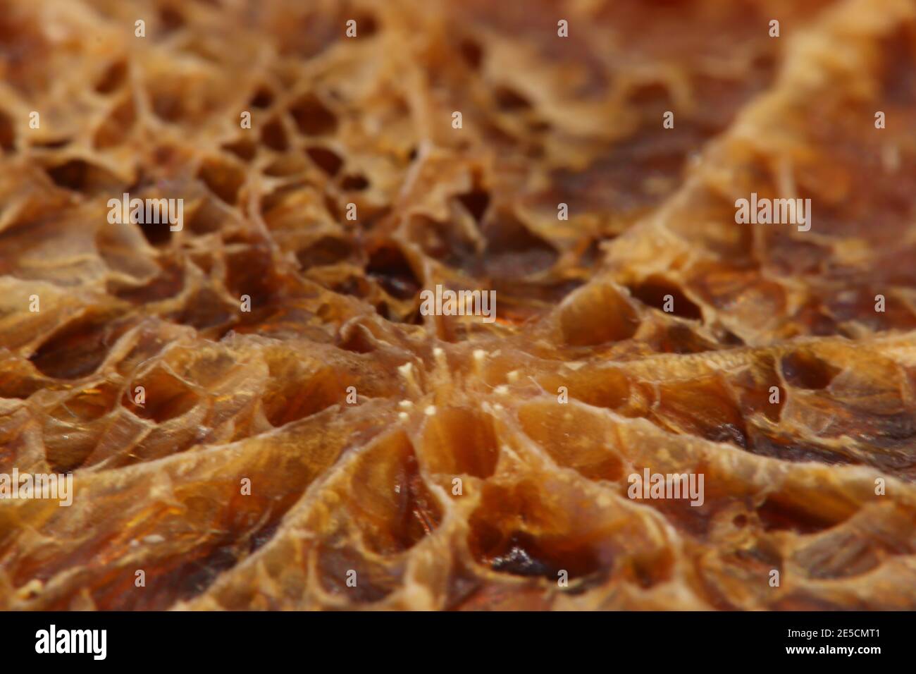 Close up of a pumpkin skin as it rots Stock Photo