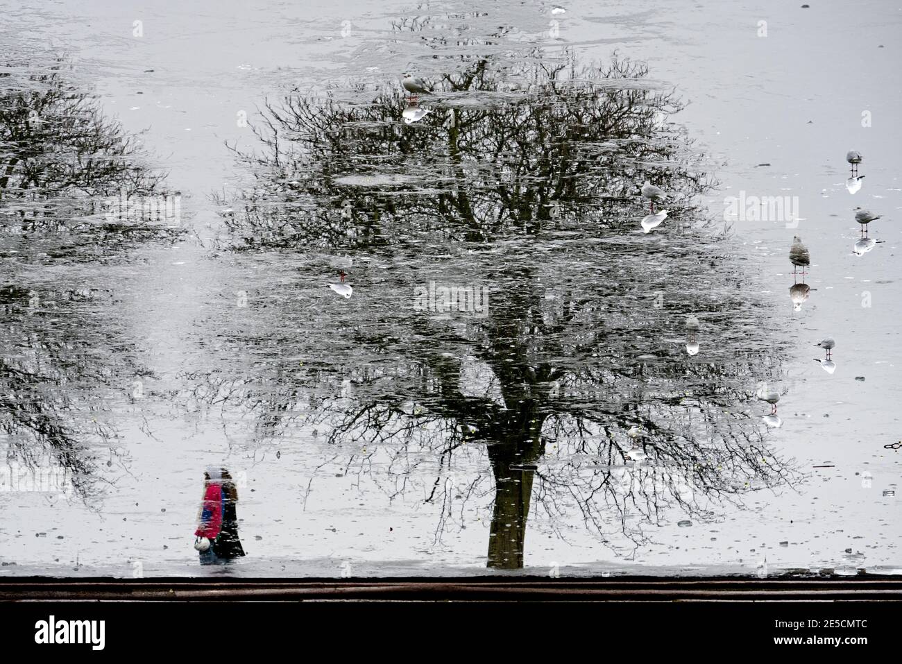 Reflections on a frozen pond in Inverleith Park, Edinburgh, Scotland, UK. Stock Photo