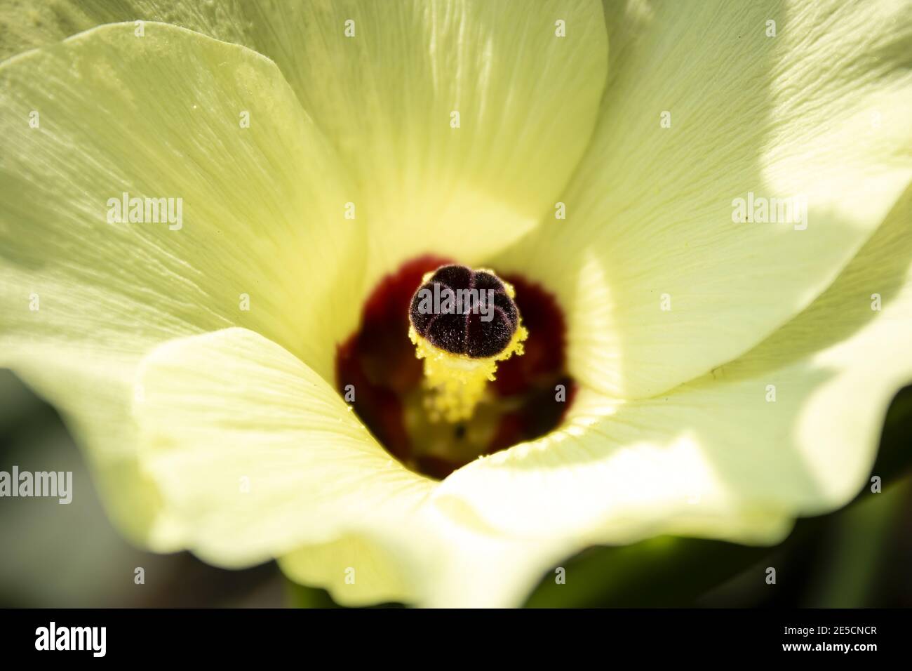 Close up macro photo of yellow okra hibiscus flower with focus on the