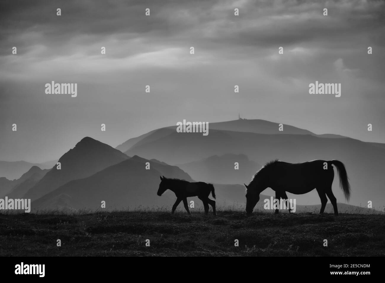 Silhouette wild horses in Black and White Stock Photos & Images - Alamy