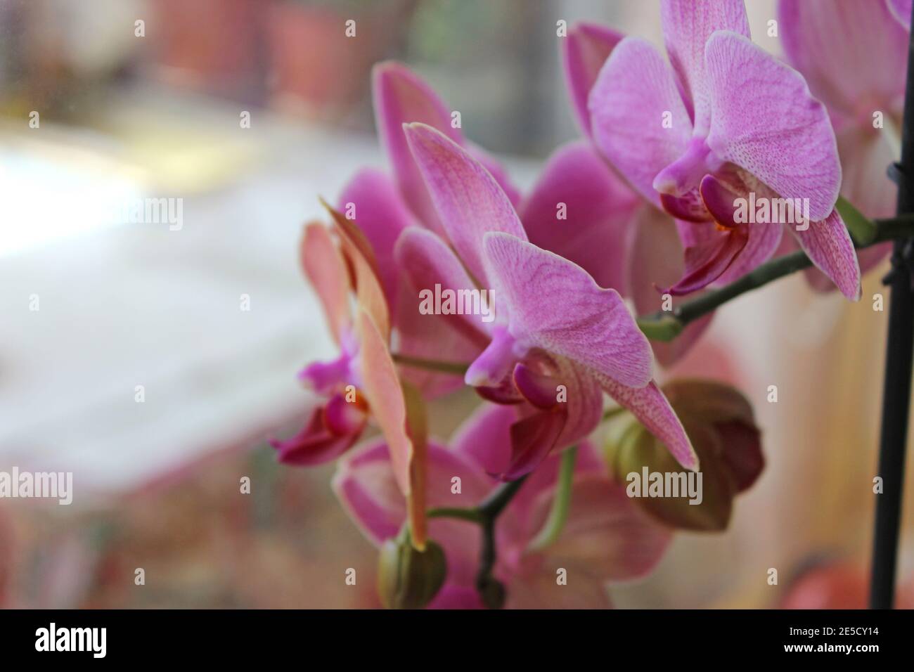 Orchid flower in the garden. Floral tropical background Stock Photo