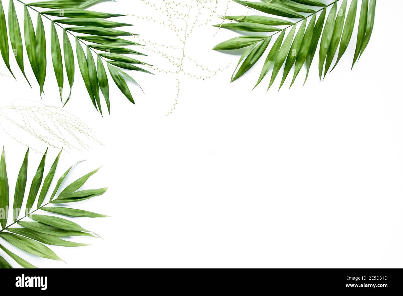green palm leaf branches on white background. flat lay, top view Stock ...