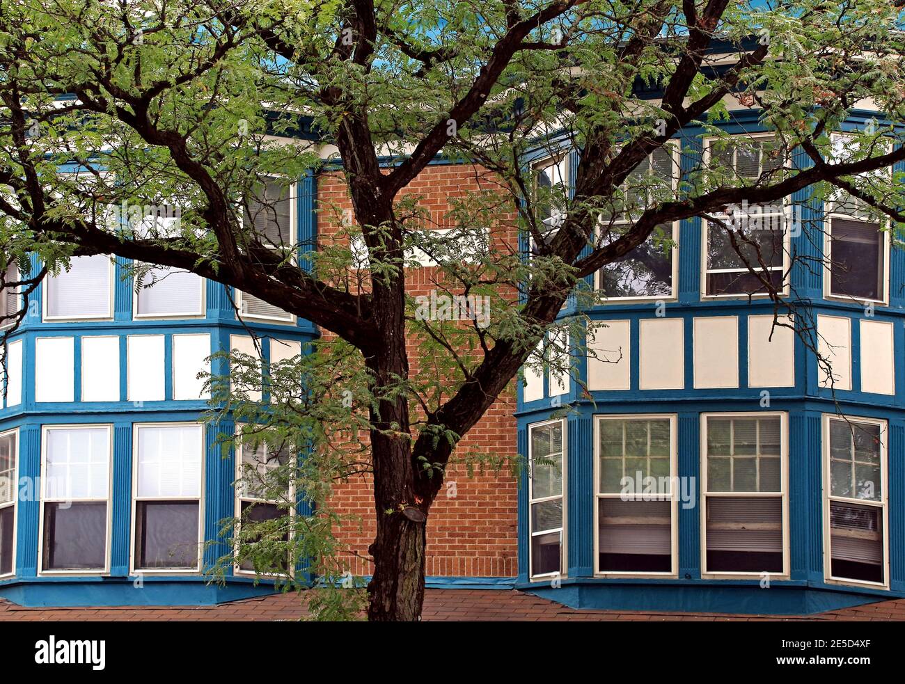 A neighborhood tree Stock Photo Alamy