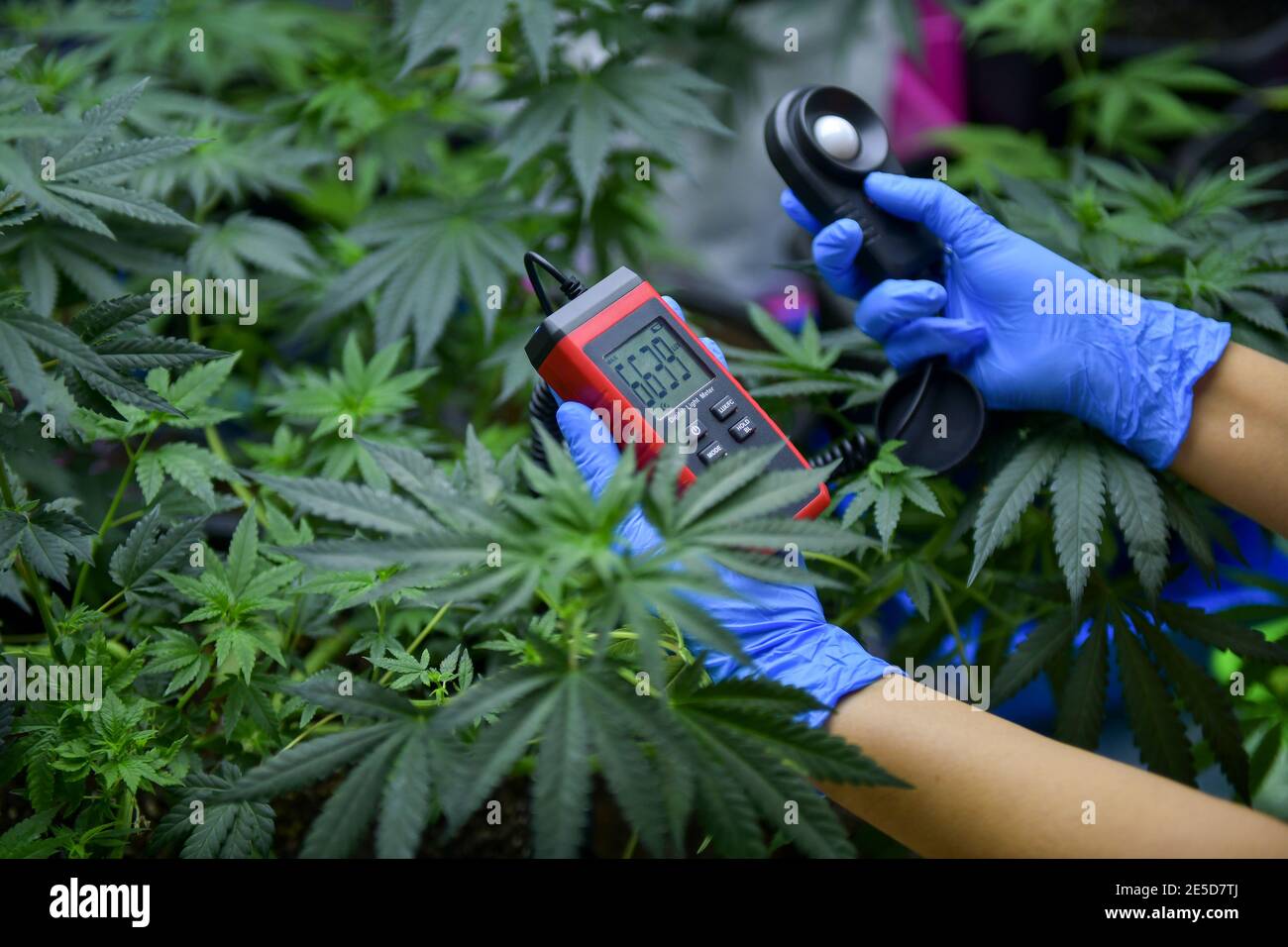 Person checking cannabis plants in a greenhouse, Thailand Stock Photo