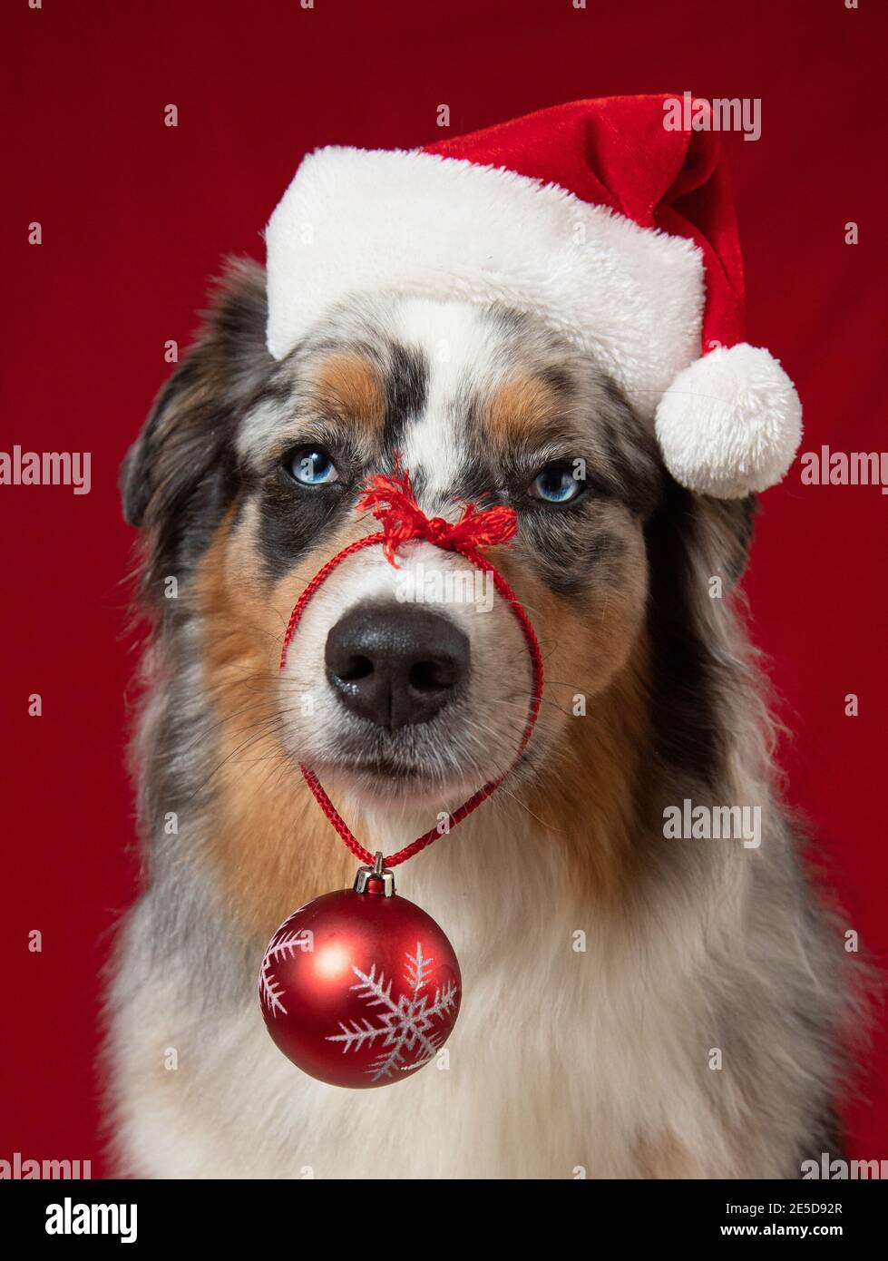 Portrait of an Australian Shepherd dog wearing a Santa hat and Christmas bauble Stock Photo