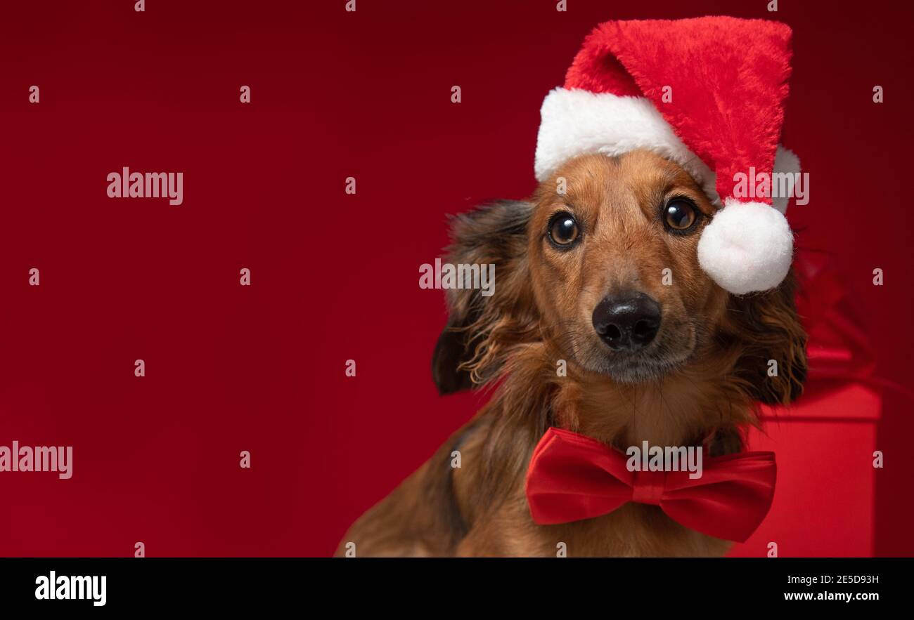 Dachshund sitting in front of a Christmas gift wearing a Santa hat and bow tie Stock Photo