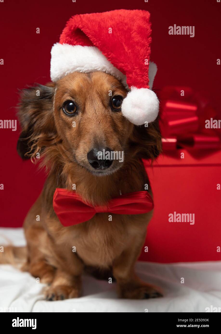 Dachshund sitting in front of a Christmas gift wearing a Santa hat and bow tie Stock Photo