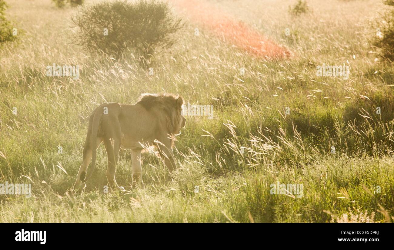 Thin lion walking in the grassland, Pilansberg Nature Reserve, South ...