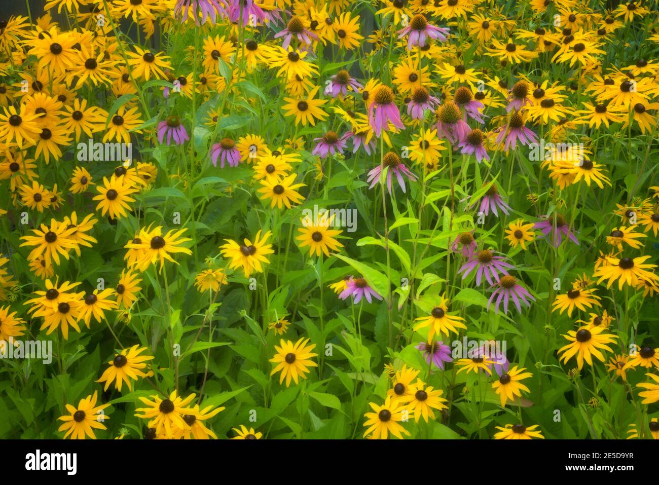Summer bloom of black eyed Susan and purple coneflower among this private garden in Gresham, Oregon. Stock Photo