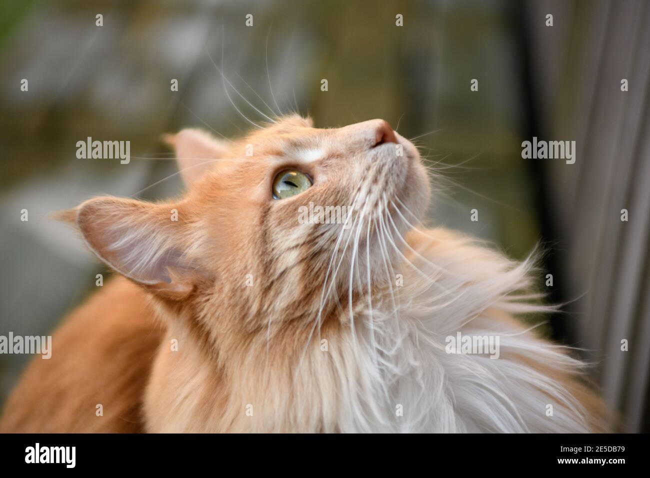 Portrait of a ginger Maine coon cat looking up Stock Photo