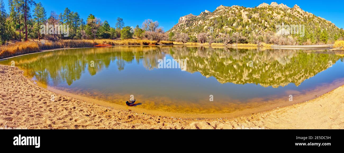Duck at the edge of Granite Basin Lake, Granite Basin Recreation Area, Prescott National Forest, Arizona, USA Stock Photo