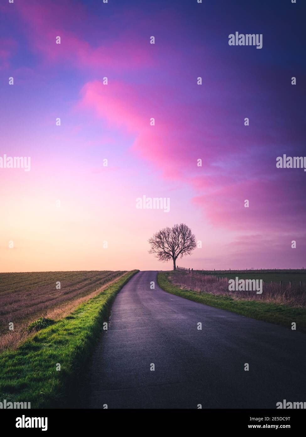 Lone tree by a Road through rural landscape, Warwickshire, England, UK Stock Photo